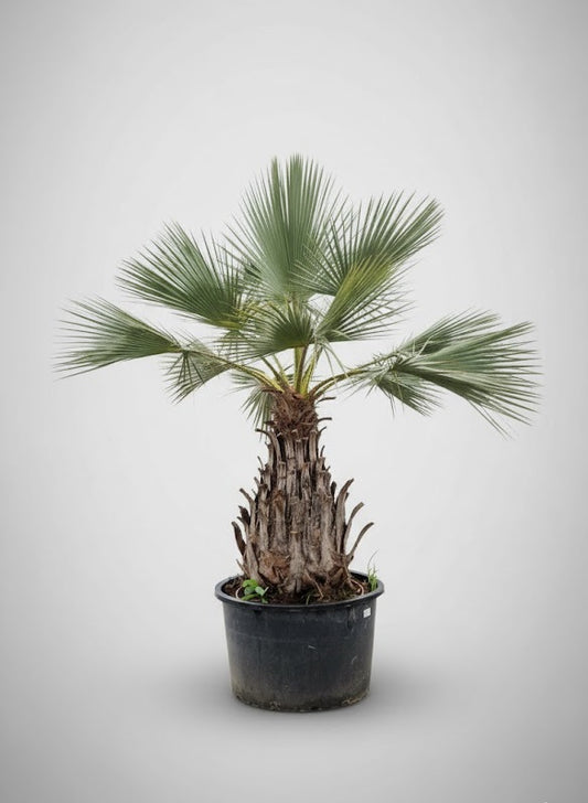 Brahea Armata 250 – 300 cm