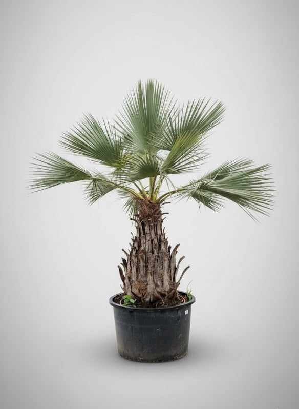 Brahea Armata 250 – 300 cm