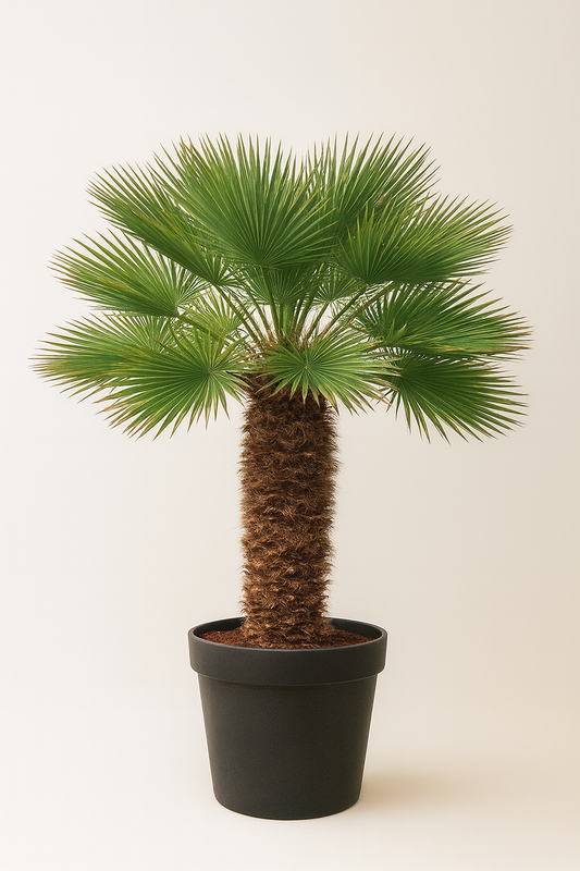 Chamaerops Humilis 180 – 200 cm