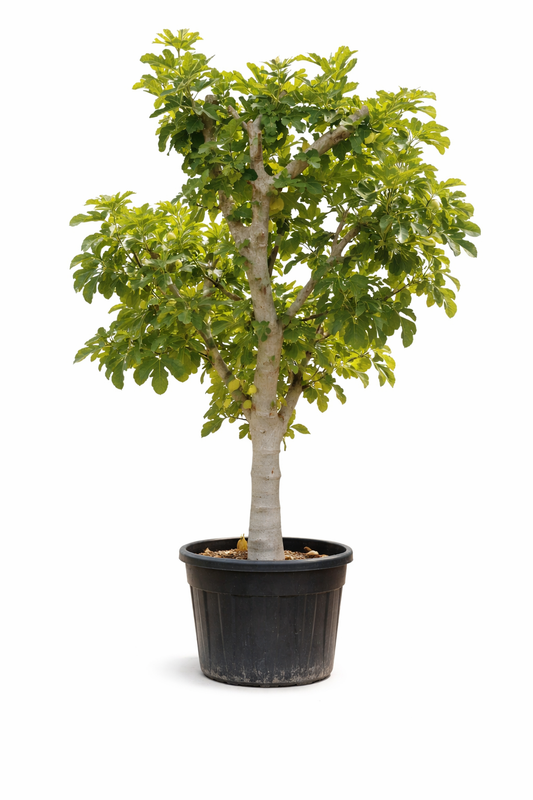 Ficus Carica 200 - 250 cm