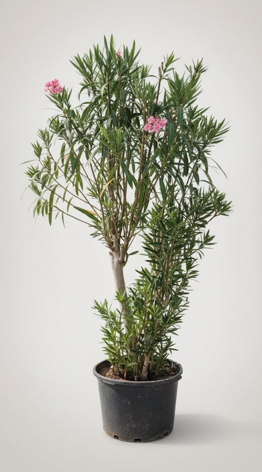 Leandru Bonsai 120 cm