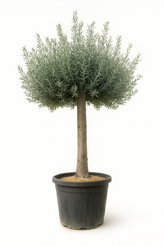 Olivo Secular 200 cm