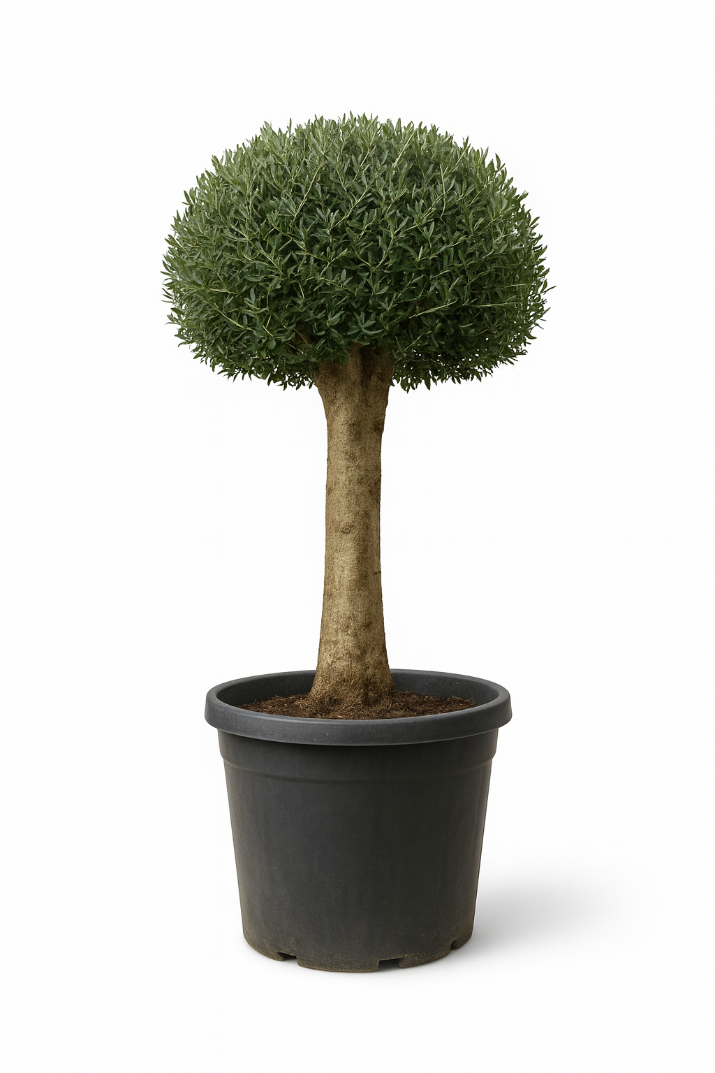 Olivo Secular 200 cm