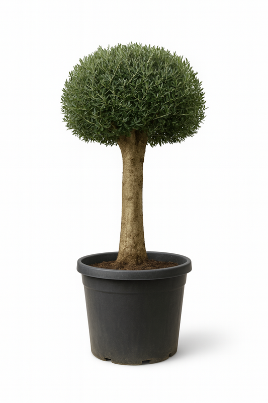 Olivo Secular 200 cm