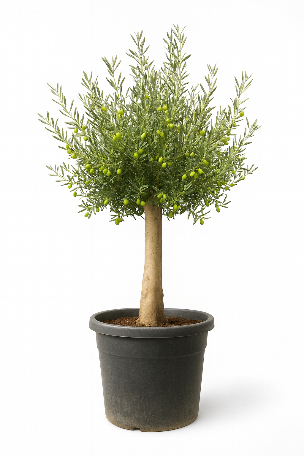 Olivo Secular 250 - 300 cm