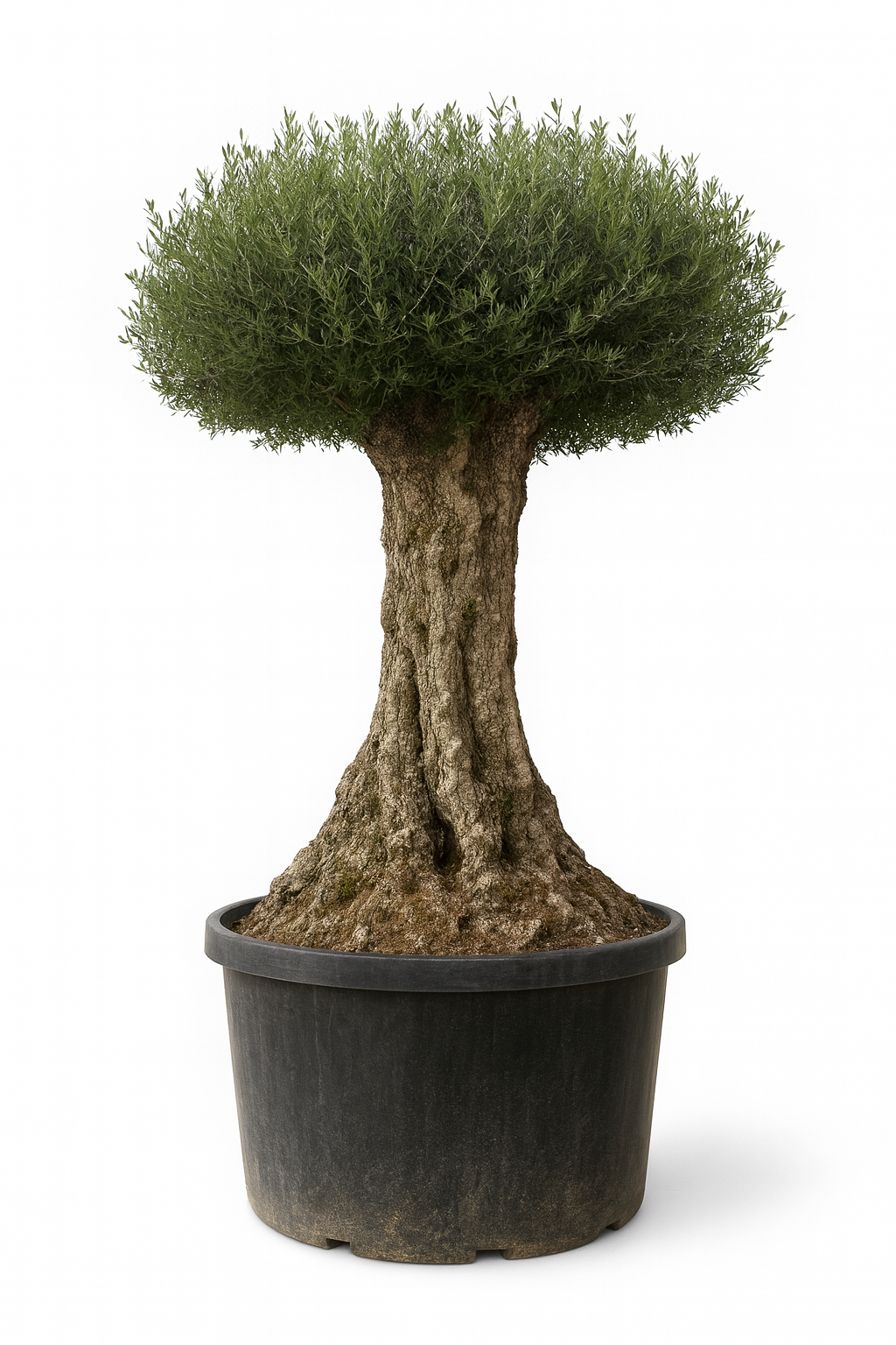 Olivo Secular 300 - 350 cm