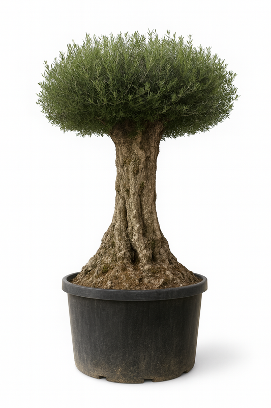Olivo Secular 300 - 350 cm