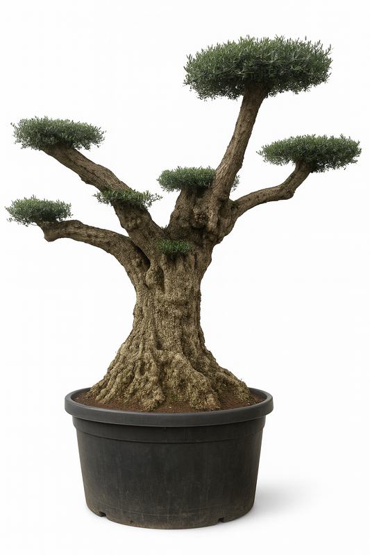 Olivo Secular 350–400 cm