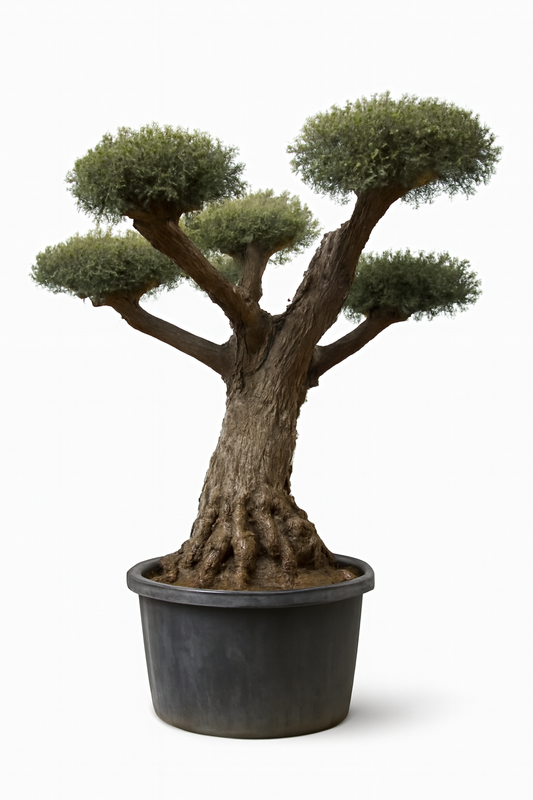 Olivo Secular Bonsai 250 - 300 cm