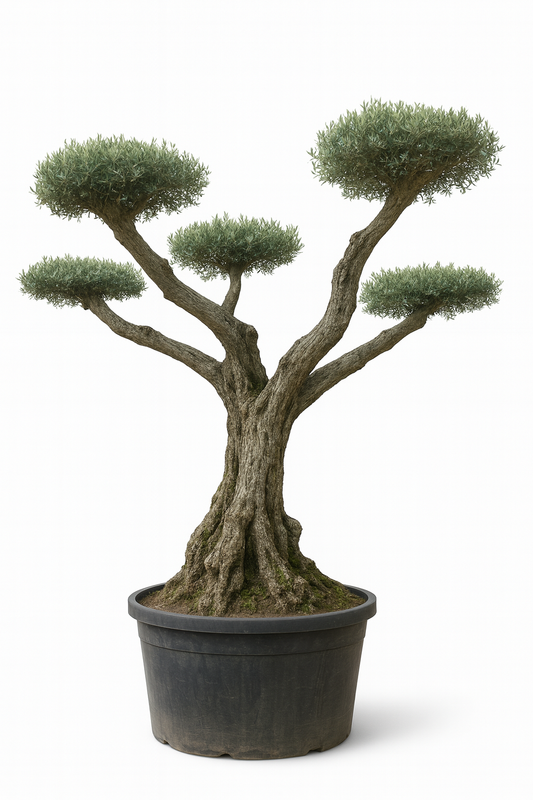 Olivo Secular Bonsai 300 - 350 cm