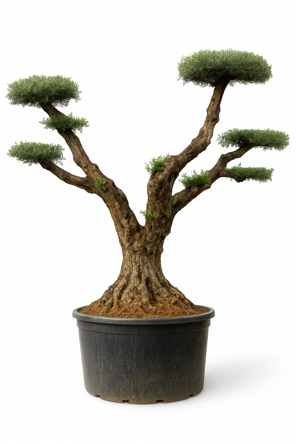 Olivo Secular Bonsai 500 - 600 cm