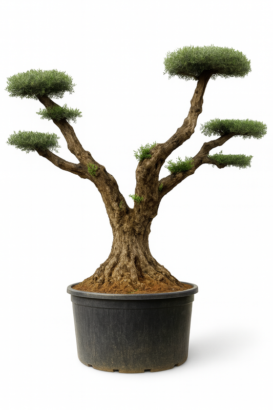 Olivo Secular Bonsai 500 - 600 cm