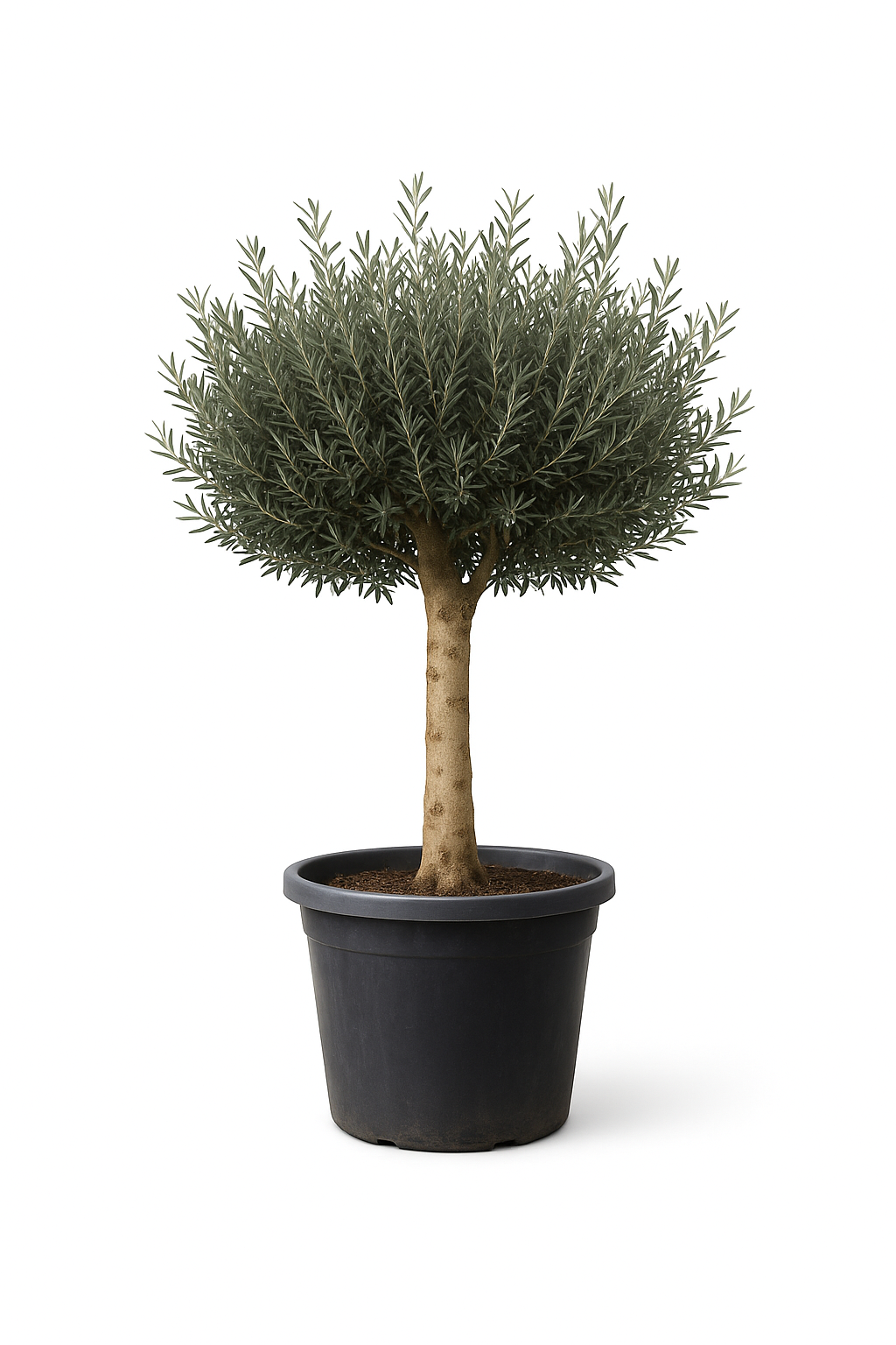 Olivo Secular 250 - 300 cm