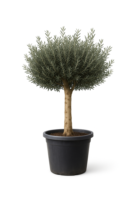 Olivo Secular 250 - 300 cm