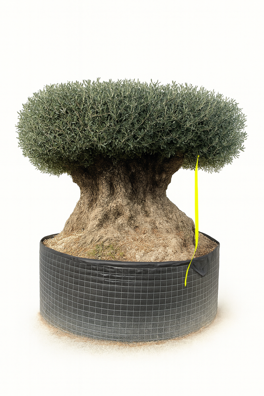 Olivo Secular 250 - 300 cm