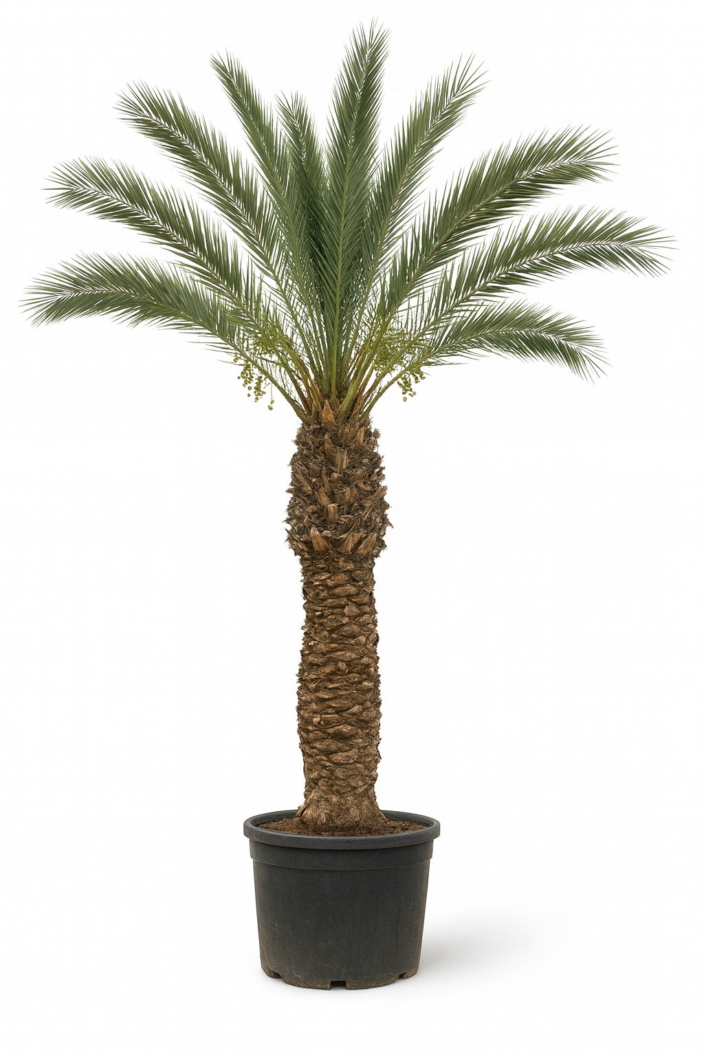 Pheonix Dactylifera 400 - 500 cm