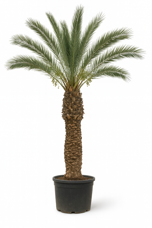 Pheonix Dactylifera 400 - 500 cm