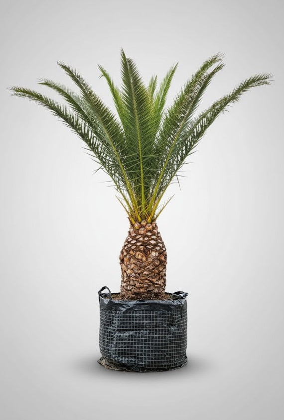 Phoenix Canariensis 500 cm