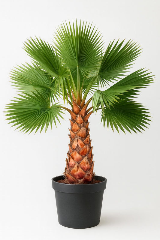 Washingtonia Filifera 200 - 250 cm