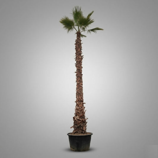Washingtonia Filifera 400 – 600 cm